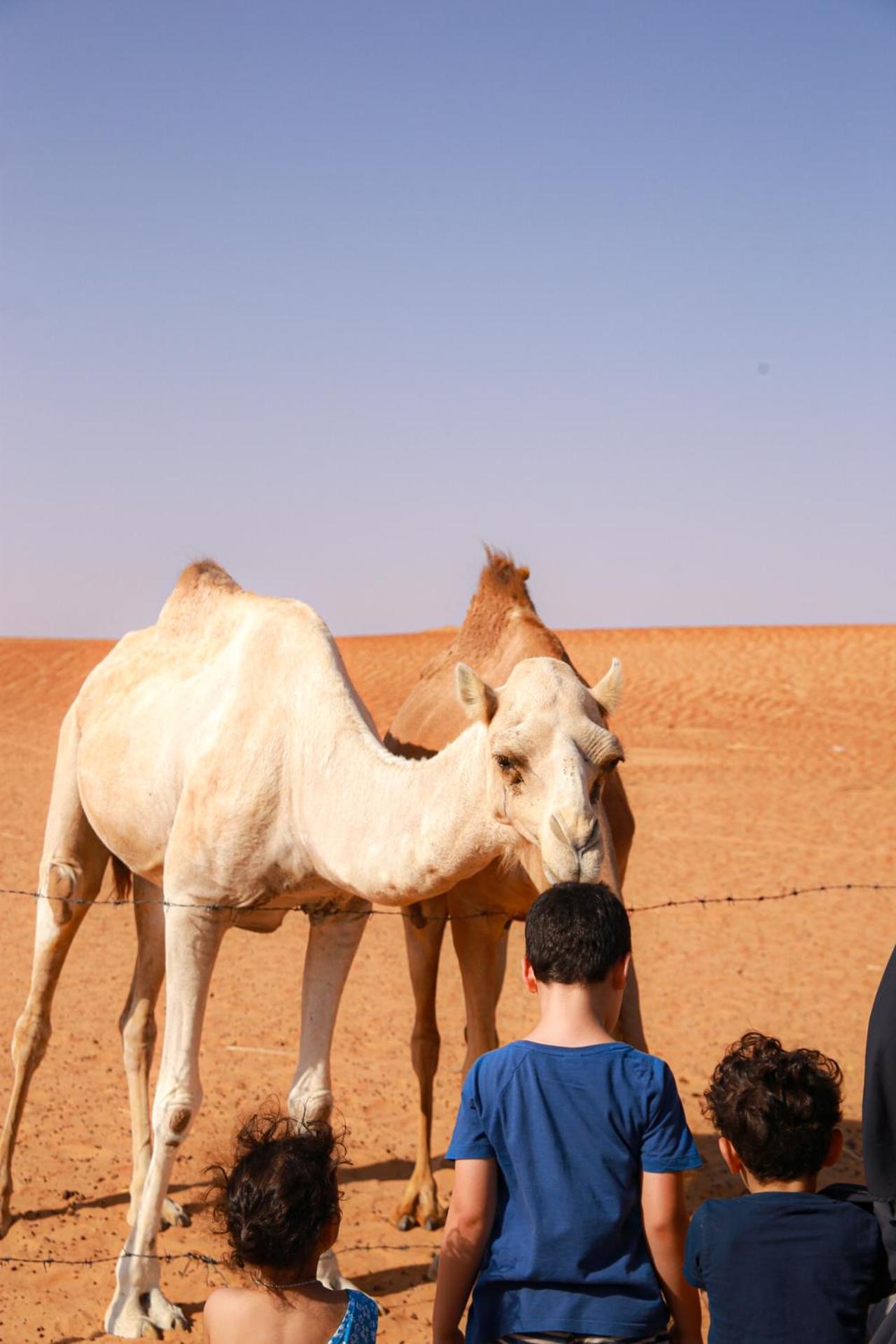 Wahiba Bedouin Rustic Camp Hotel Badīyah Eksteriør billede