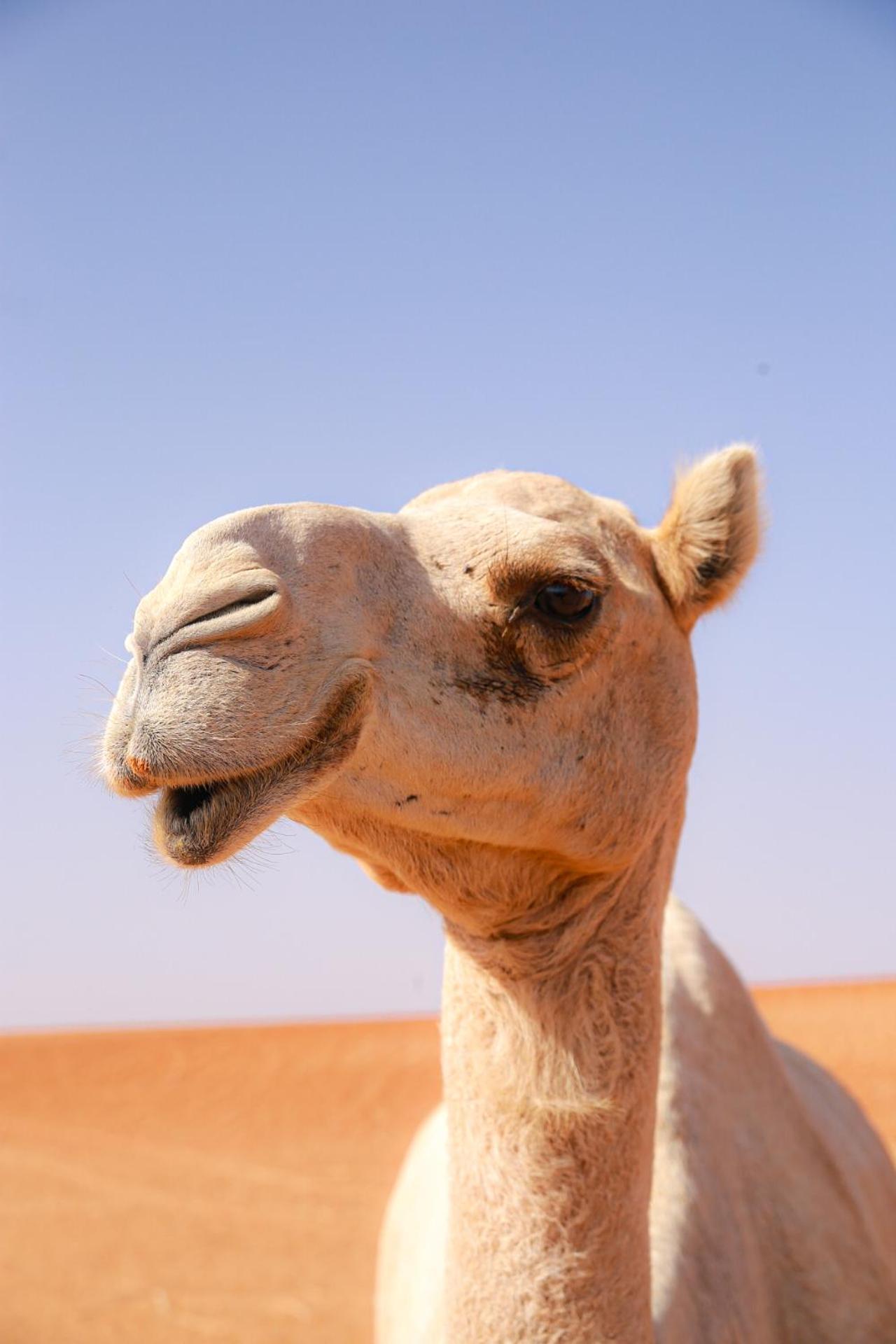 Wahiba Bedouin Rustic Camp Hotel Badīyah Eksteriør billede