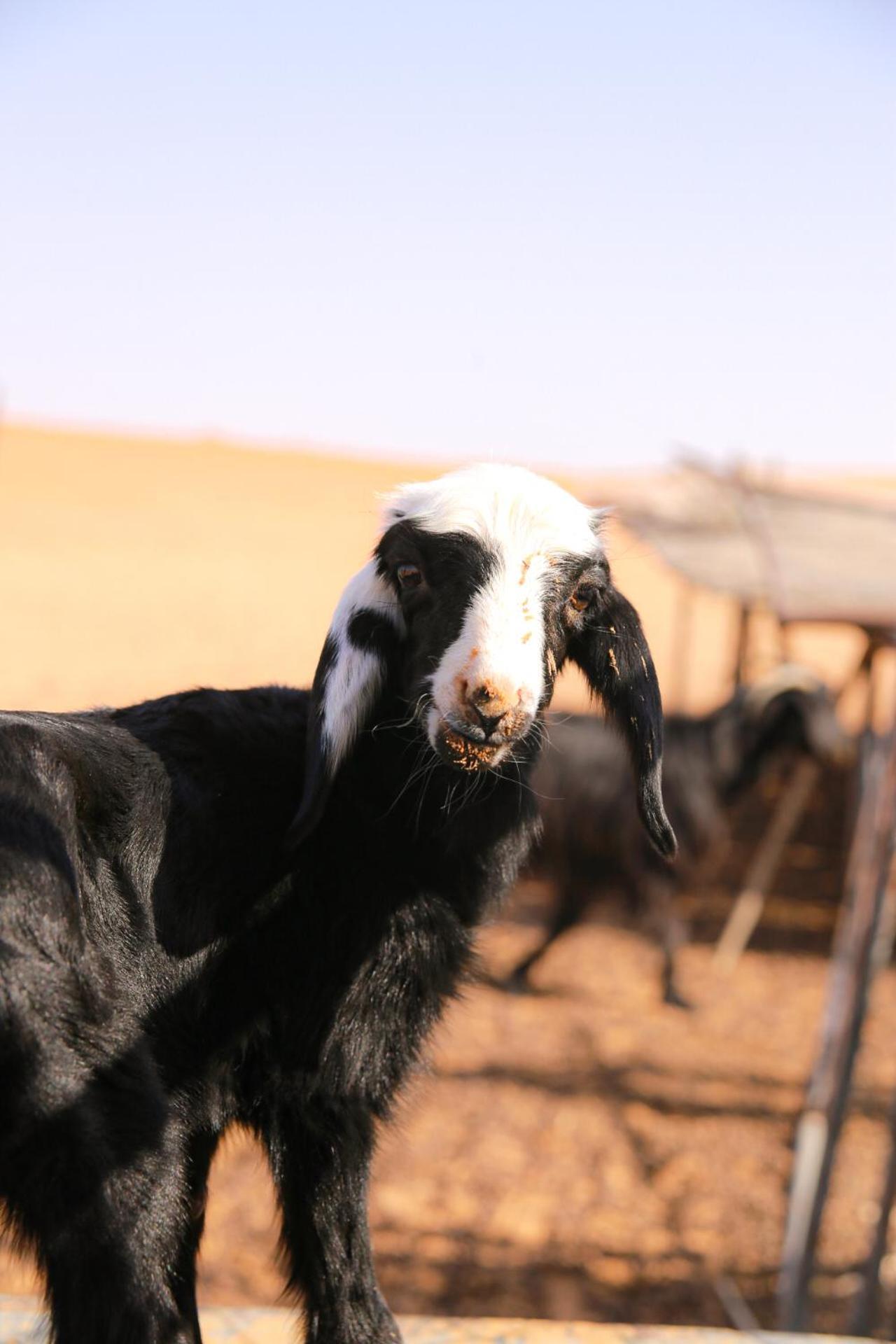 Wahiba Bedouin Rustic Camp Hotel Badīyah Eksteriør billede
